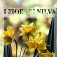 QQM 42, I FIORI DI NILVA