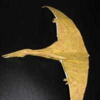 
<span>Quetzalcoatlus</span>
