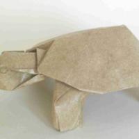 
<span>Tortoise</span>
