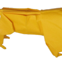 
<span>Lion</span>
