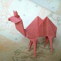 
<span>camel</span>
