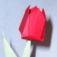 
<span>Tulip</span>
