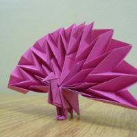 
<span>Peacock</span>
