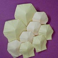 
<span>Clam  </span>
