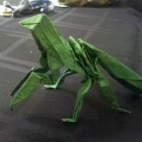 
<span>Mantis (praying)</span>
