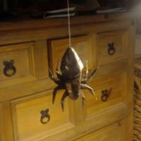 
<span>Orb Weaver</span>
