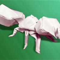 
<span>Ant</span>
