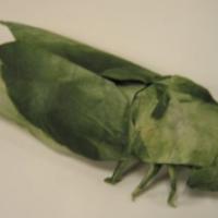 
<span>Cicada</span>
