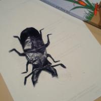 
<span>Stag Beetle</span>
