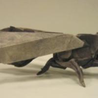 
<span>Paper Wasp</span>
