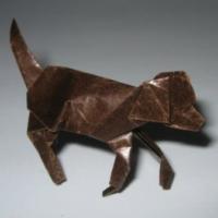 
<span>Foxhound</span>
