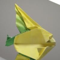 
<span>Angelfish</span>
