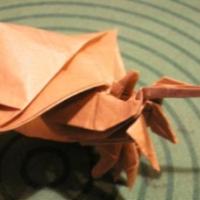 
<span>Hermit Crab</span>
