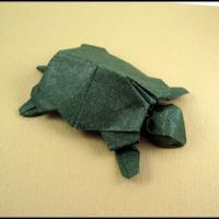
<span>Turtle</span>
