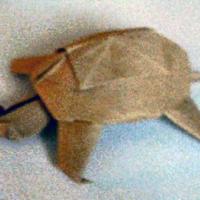 
<span>Turtle</span>
