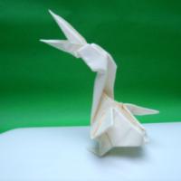 
<span>Pelican</span>
