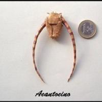 
<span>Acantocino</span>
