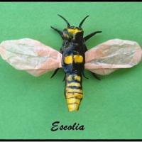 
<span>Escolia</span>
