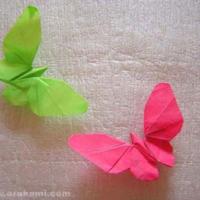 
<span>butterfly</span>
