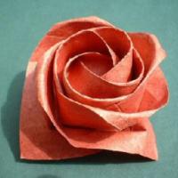 
<span>Rose</span>

