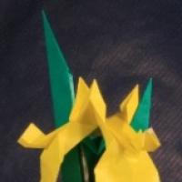 
<span>Yellow Iris</span>
