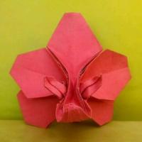 
<span>Orchid Blossom</span>
