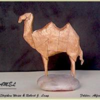 
<span>Camel</span>
