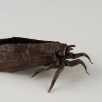 
<span>Shizuoka Cicada</span>
