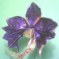 
<span>Orchid</span>
