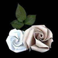 
<span>Rose</span>
