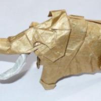 
<span>Mammuthus primigenius</span>
