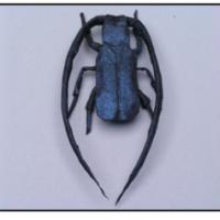
<span>Stag Beetle</span>

