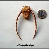 
<span>Acantocino</span>

