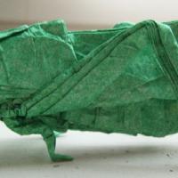 
<span>Langosta Migratorio</span>
