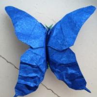 
<span>Mariposa</span>
