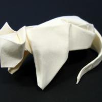 
<span>Cat</span>

