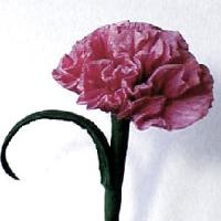 
<span>Carnation for Erica</span>

