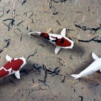 
<span>Koi</span>

