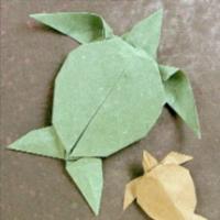 
<span>Sea Turtle</span>
