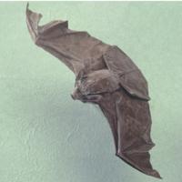 
<span>Big Brown Bat, Eptesicus Fuscus</span>
