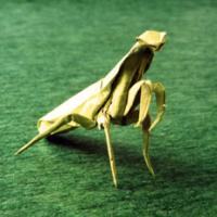 
<span>Praying Mantis</span>
