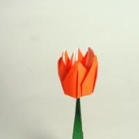 
<span>Tulip</span>

