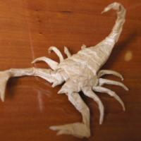 
<span>Scorpion Buthus</span>
