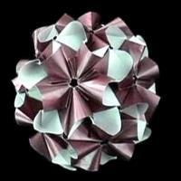 
<span>Phlox</span>
