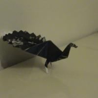 
<span>Adolfo's Peacock</span>
