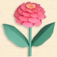 
<span>Zinnia</span>
