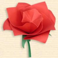
<span>Miniature Rose </span>
