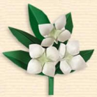 
<span>Chinese Dogwood flower</span>
