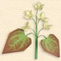 
<span>Fairy Wings flower</span>
