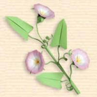 
<span>Convolvulus</span>
